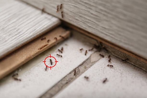 Outdoor Pest Control in Waterloo, WI